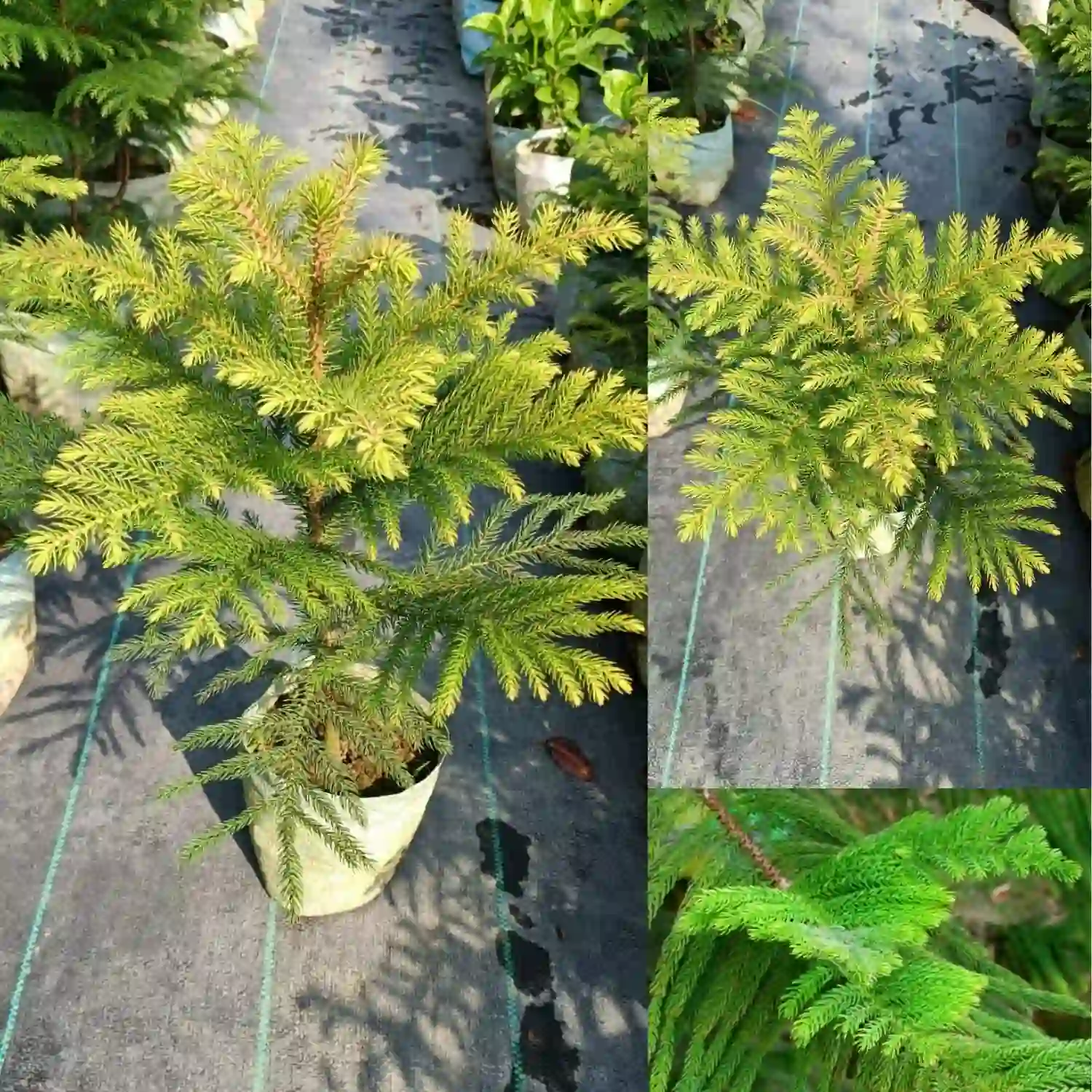 Christmas Tree Plant